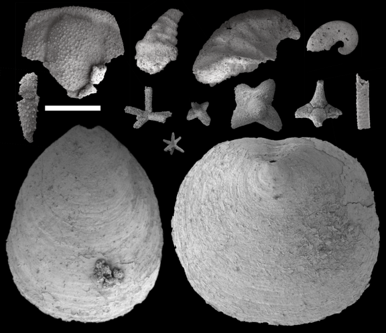 bones found at dig site laid on a black back drop